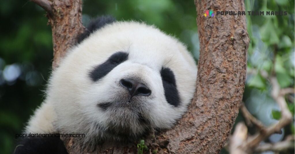Adorable Names for a Panda