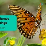 Butterfly Names and Meanings