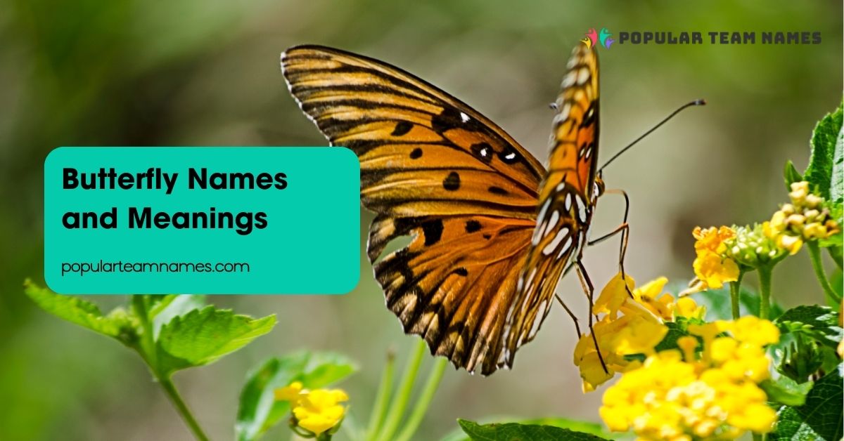 Butterfly Names and Meanings