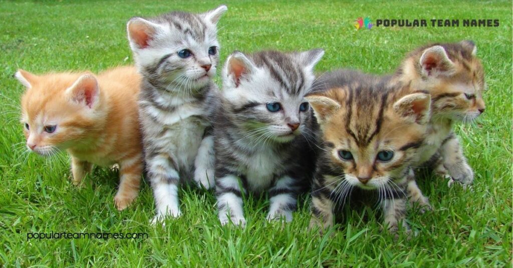 Classic Names for Sister Kittens