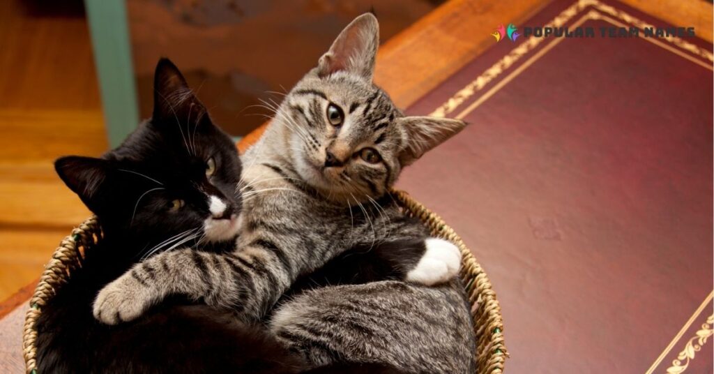 Creative Names for Sister Kittens