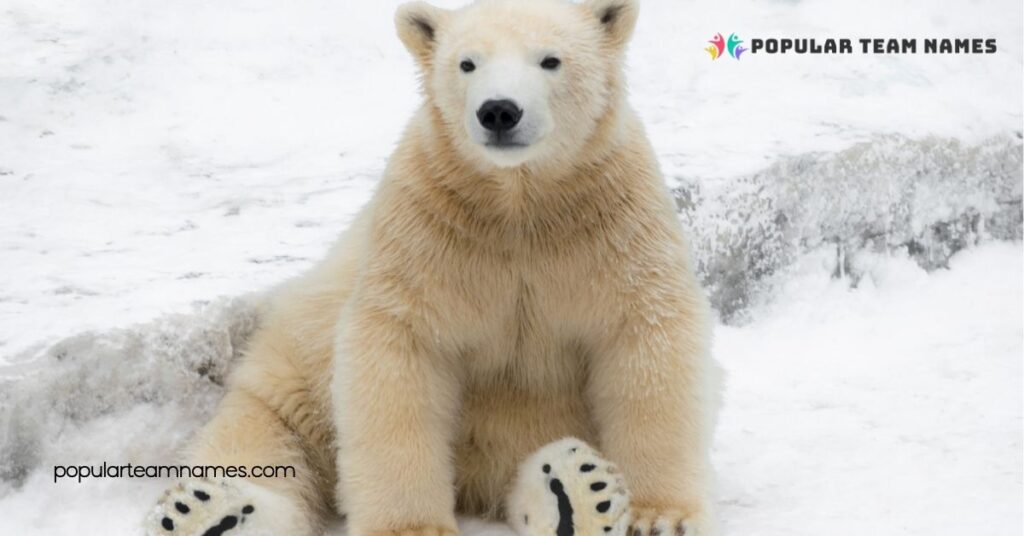 Creative Names for White Bears