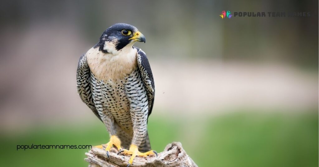 Creative Names for a Falcon