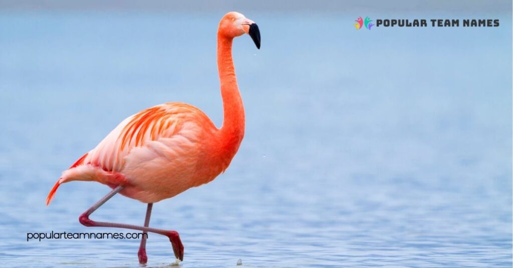 Creative Names for a Flamingo