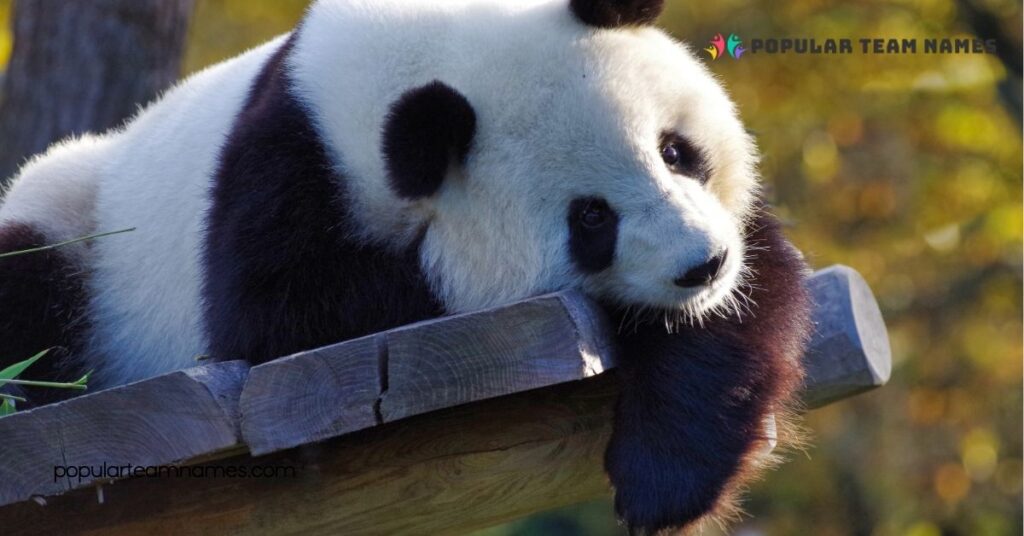 Creative Names for a Panda