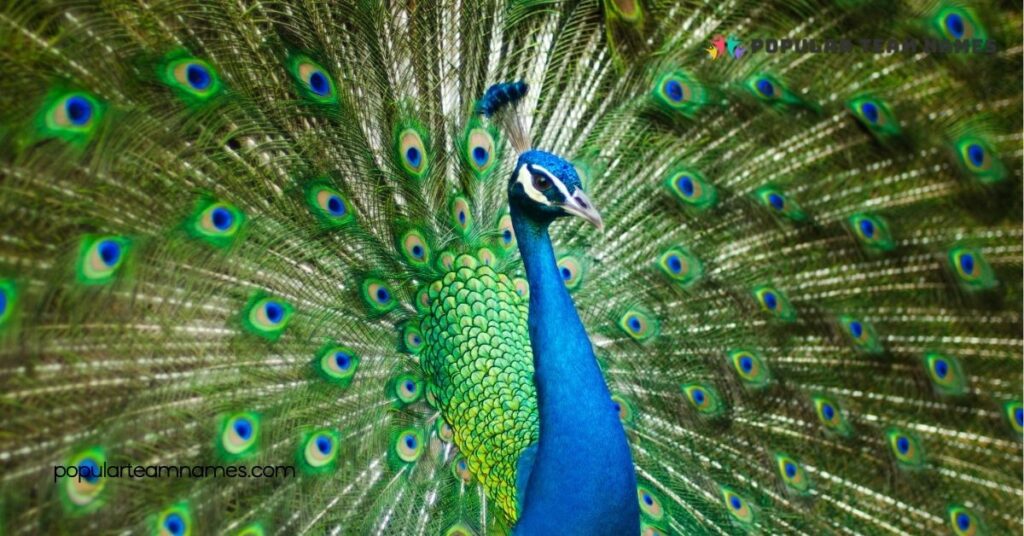 Creative Names for a Peacock