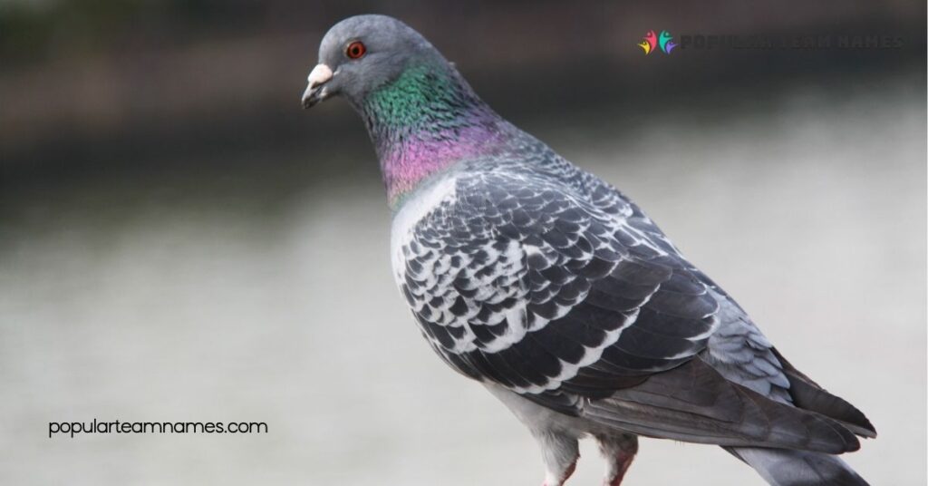 Creative Names for a Pigeon