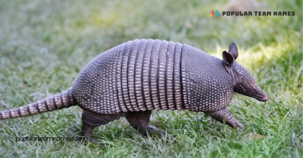 Creative Names for an Armadillo