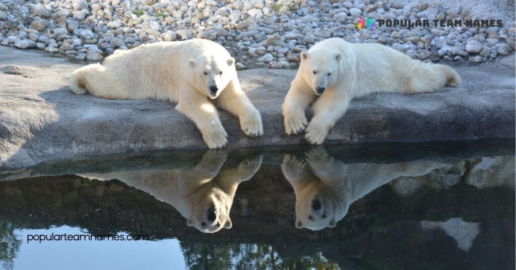 Cultural Names for White Bears