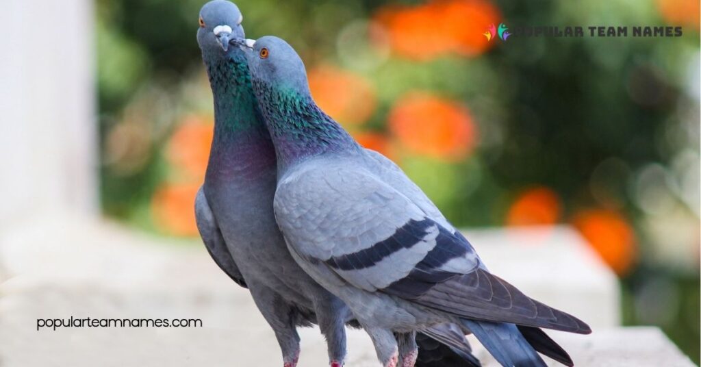 Cute Names for a Pigeon