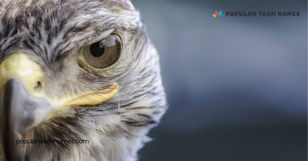 Descriptive Names for a Falcon