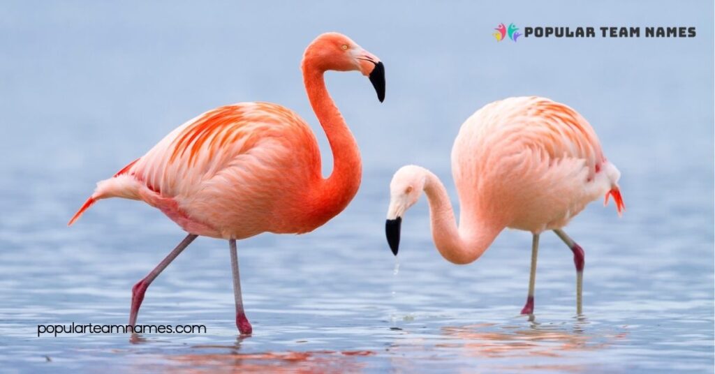 Elegant Names for a Flamingo