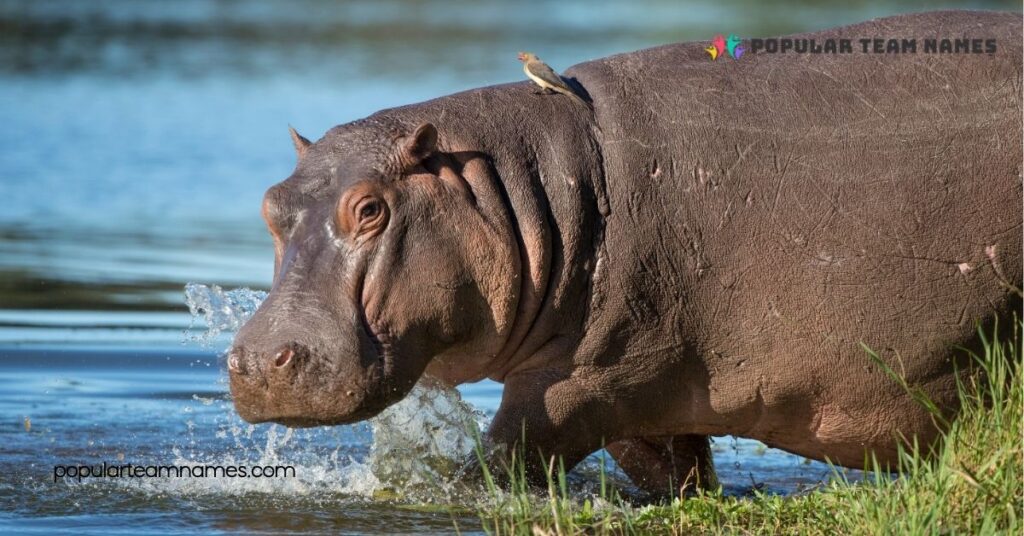 Exploring Another Funny Name For Hippo