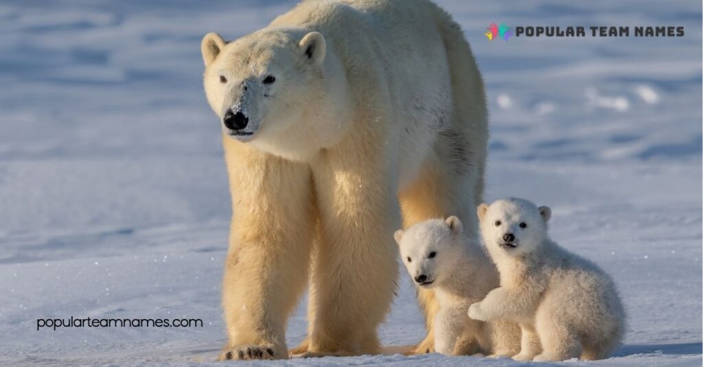 Famous Names for White Bears