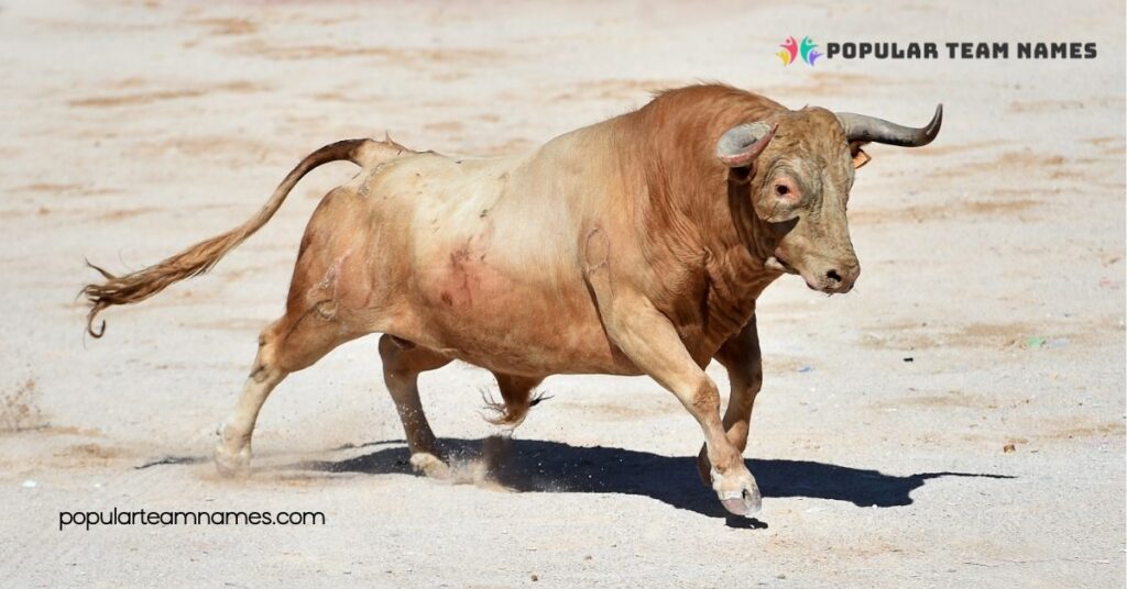 Fun Names For A Bull