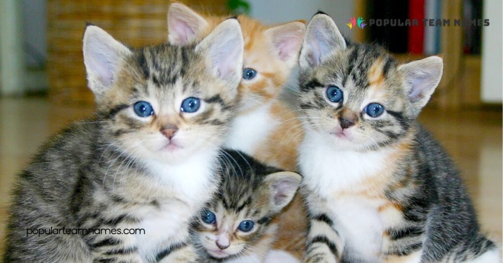 Fun Names for Sister Kittens