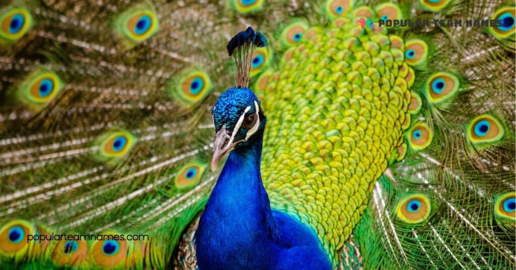 Funny Names for a Peacock