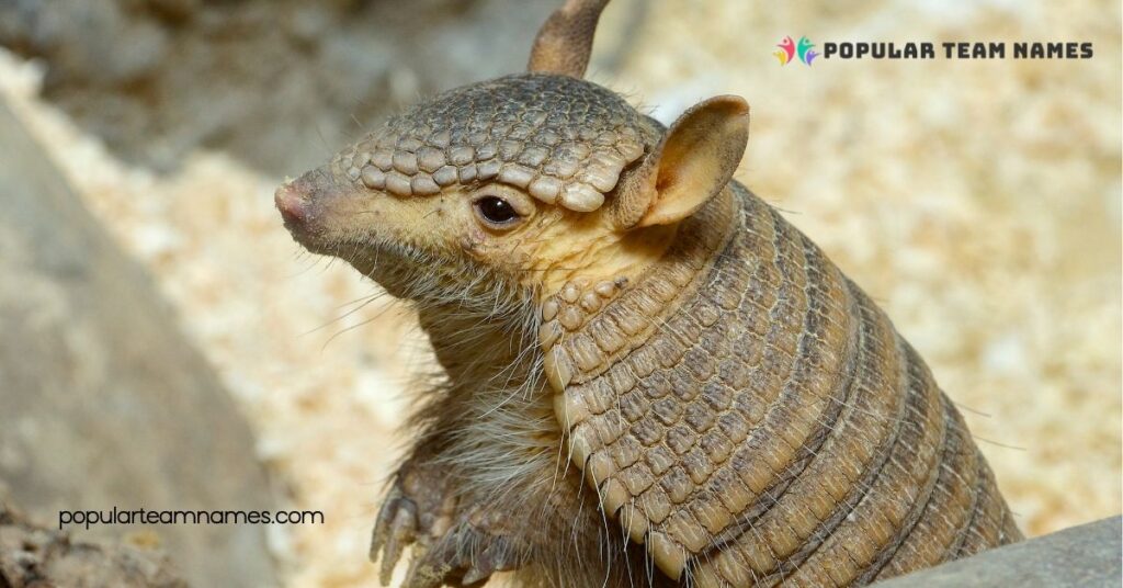Funny Names for an Armadillo