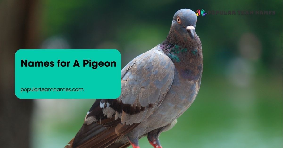 Names for A Pigeon
