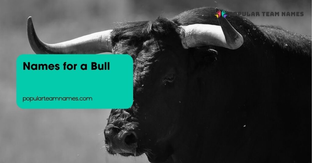 Names for a Bull