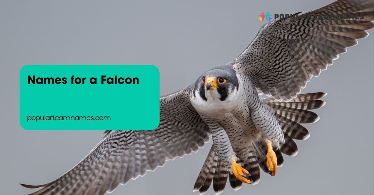 Names for a Falcon