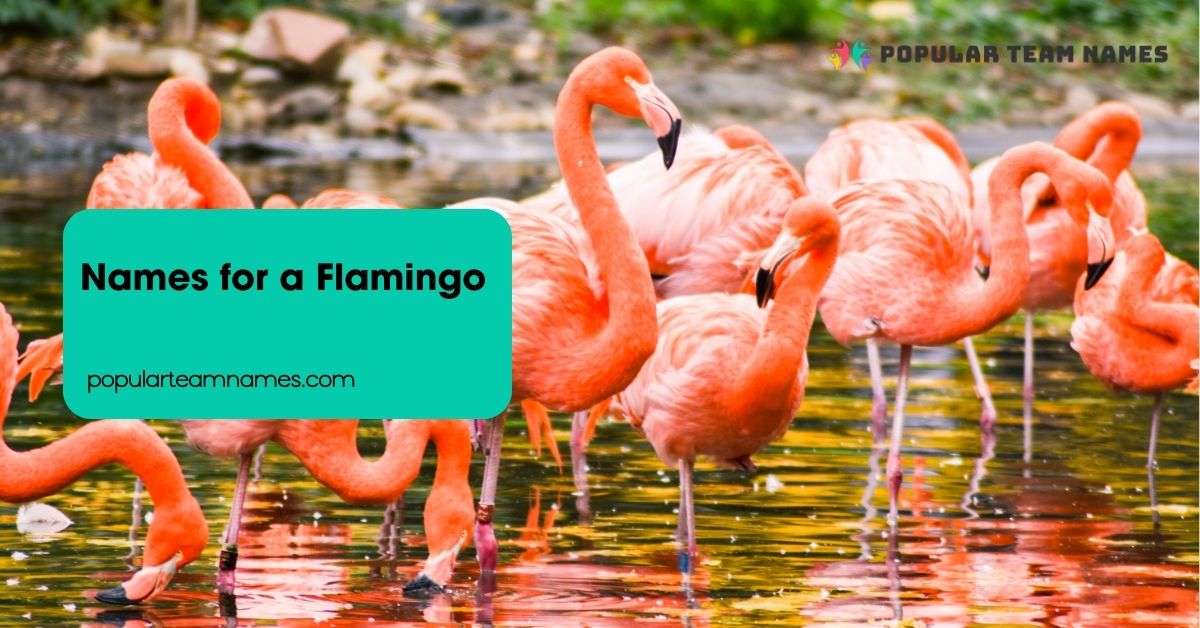 Names for a Flamingo