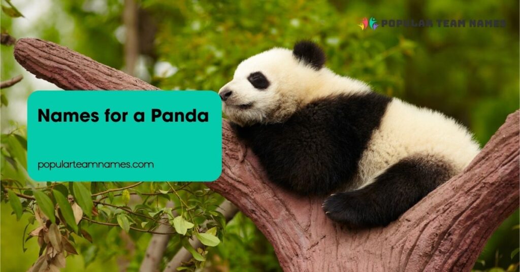 Names for a Panda