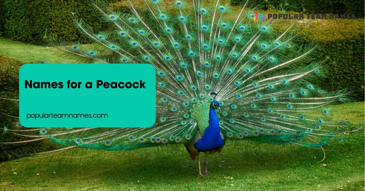 Names for a Peacock