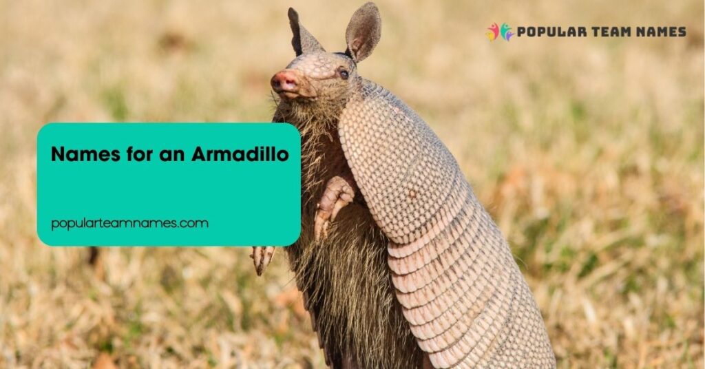 Names for an Armadillo