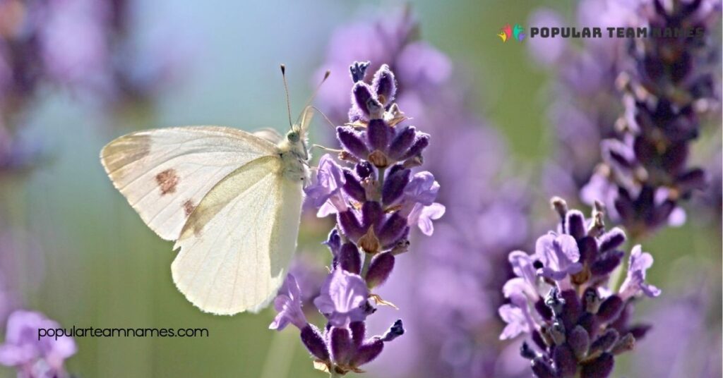 Regional Butterfly Names and Meanings