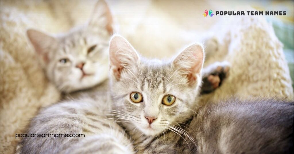 Themed Names for Sister Kittens