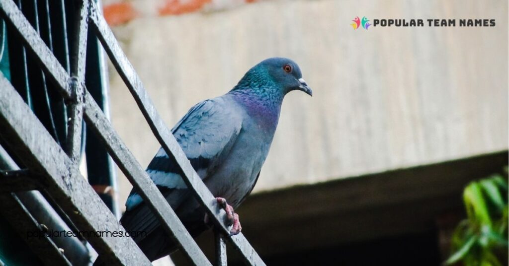 Themed Names for a Pigeon