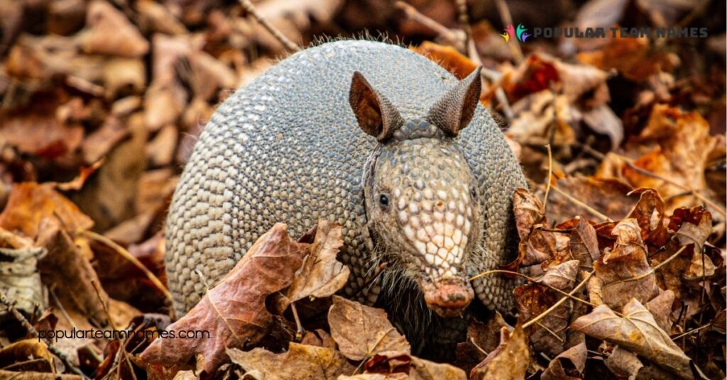 Themed Names for an Armadillo