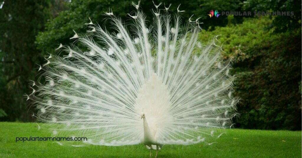 Tips for Choosing Names for a Peacock