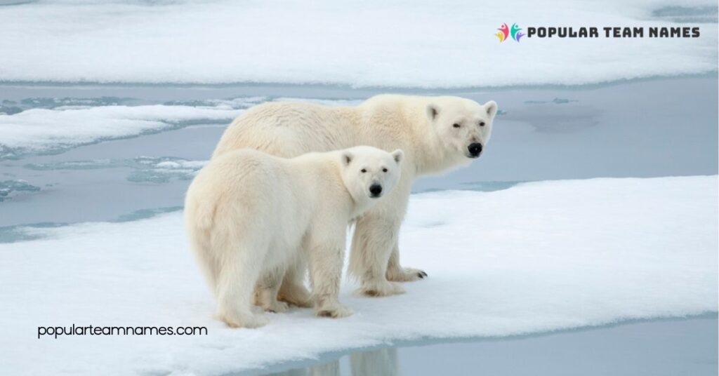 Unique Names for White Bears