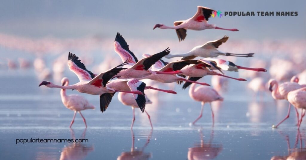Unique Names for a Flamingo
