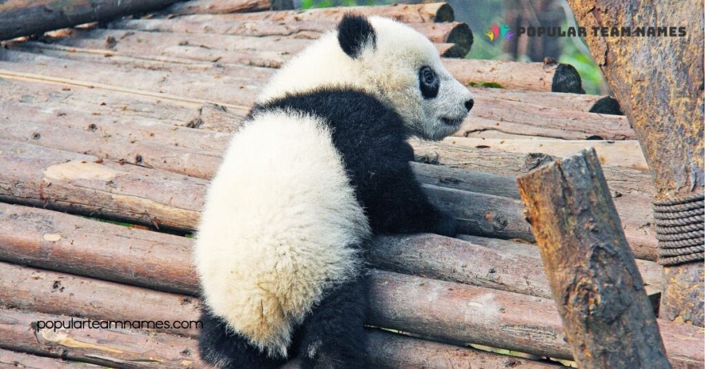 Unique Names for a Panda