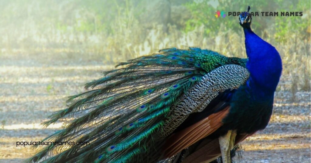 Unique Names for a Peacock