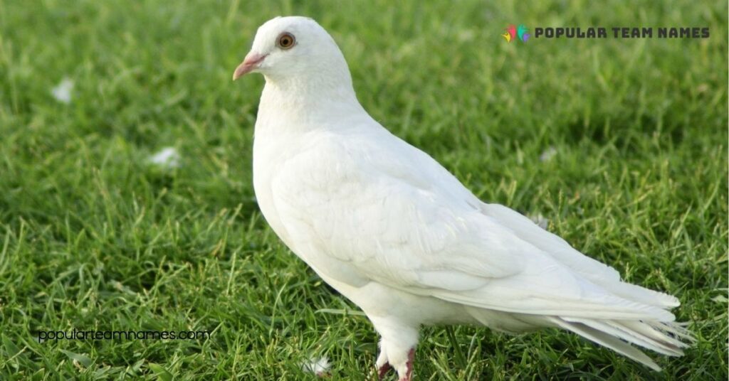 Unique Names for a Pigeon