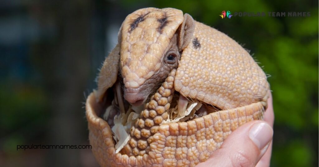 Unique Names for an Armadillo